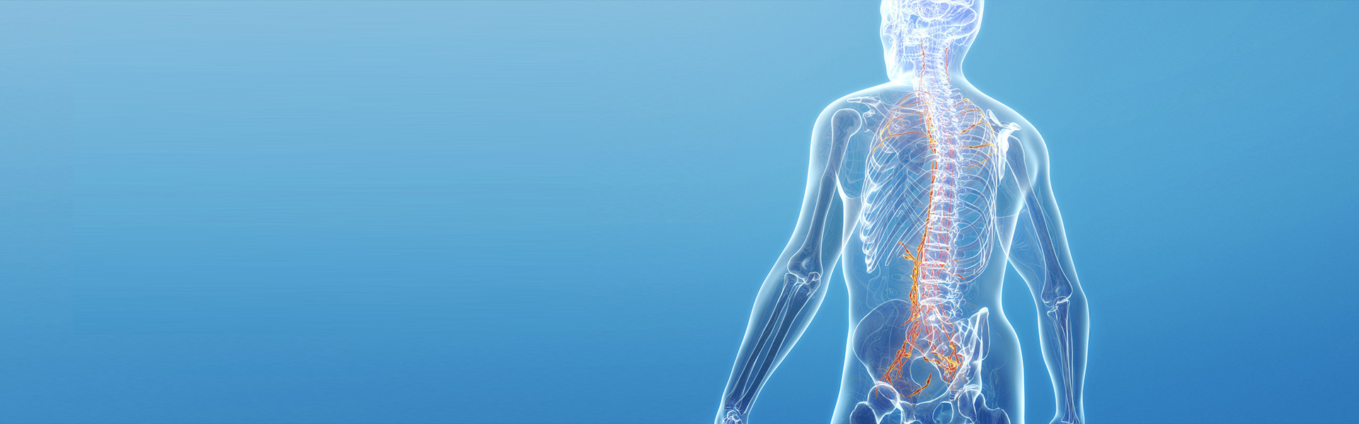 Back & Spine Support for Everyday Living